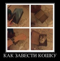 Большие котики тоже любят коробки
