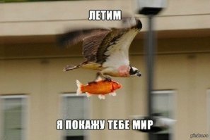 Девушка подушкой отбила своего щенка у ястреба