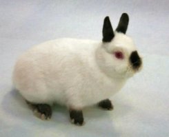 Жалко недолго живут, у меня Степашка 6 лет прожил.:)