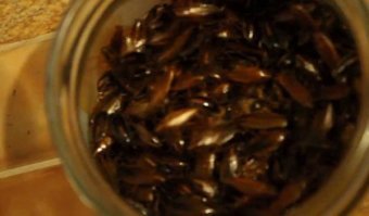 В 90-х был развод - звонок в дверь, на пороге молодой человек, продаёт средство от тараканов в спичечном коробке (обыкновенная соль), а в руке небрежно держит 3-х литровую банку, в которой кишмя-кишит тараканов (обычных, не мадагаскарских), не хошь покупать - баночка может и выскользнуть из пальцев!