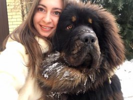 А у нас вот такая собаченька. Тибетский мастиф. Летом купили дом и купили пёсика. Было ему 4 месяца, сейчас год.  По "тибетским" меркам еще совсем щенок (кобели взрослеют к 4 годам). Но уже выросла знатная зверюга в роскошной шубе. Собака - абсолютная флегма. Никакой агрессии, сплошная доброта. Наш йорк держит тибета в "черном теле")))