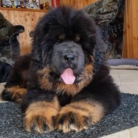 А у нас вот такая собаченька. Тибетский мастиф. Летом купили дом и купили пёсика. Было ему 4 месяца, сейчас год.  По "тибетским" меркам еще совсем щенок (кобели взрослеют к 4 годам). Но уже выросла знатная зверюга в роскошной шубе. Собака - абсолютная флегма. Никакой агрессии, сплошная доброта. Наш йорк держит тибета в "черном теле")))