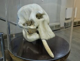 слоновий череп