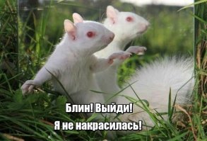 Любителям белок посвящается!