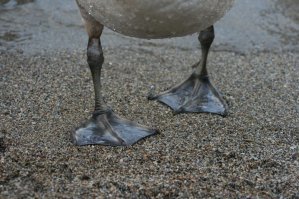 Помнится, какой-то дебильный журналист хотел сделать ей комплимент и восторженно сказал, что у нее лебединые ноги. Я чуть в штаны не нассал!