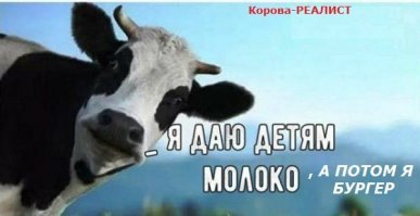 Но большинство коров относится к третьей группе: