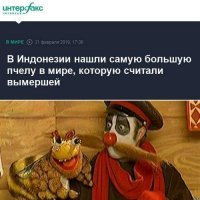Летающий бульдог: Самую большую пчелу в мире, считавшуюся вымершей,  нашли в Индонезии