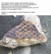 Я конечно не знаток, но вроде в "верхнем мелу" были несколько видов акул с такими вот зубами на нёбе. Птиходусы.
И да конечно это не сами зубы и отпечаток на вмещающей породе.
В песках "сеноманского века" встречаются... 90-100 млн лет назад.