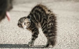Я скорее так встречала