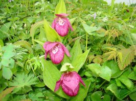 Просто сахалинские орхидеи...Яблочное)