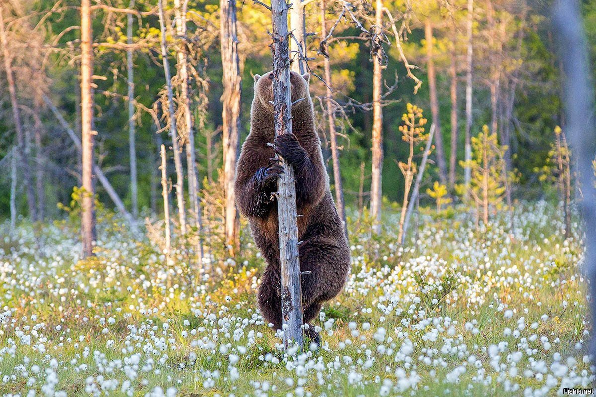 Медведь прячется за деревом