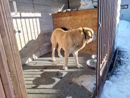 Мой конь,  испанец 6 годиков