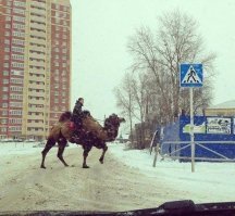 Я из Омска . Да я это вижу каждый день . А что Вас удивило ?  Что верблюд переходит по пешеходному а не двигается по дороге ? Это у нас обычное дело ))