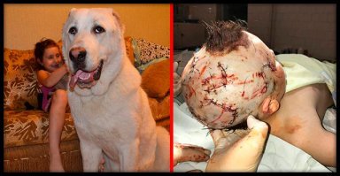 Друг или враг? Проблема бродячих собак