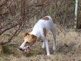 Фокс, который не уничтожил ничего...