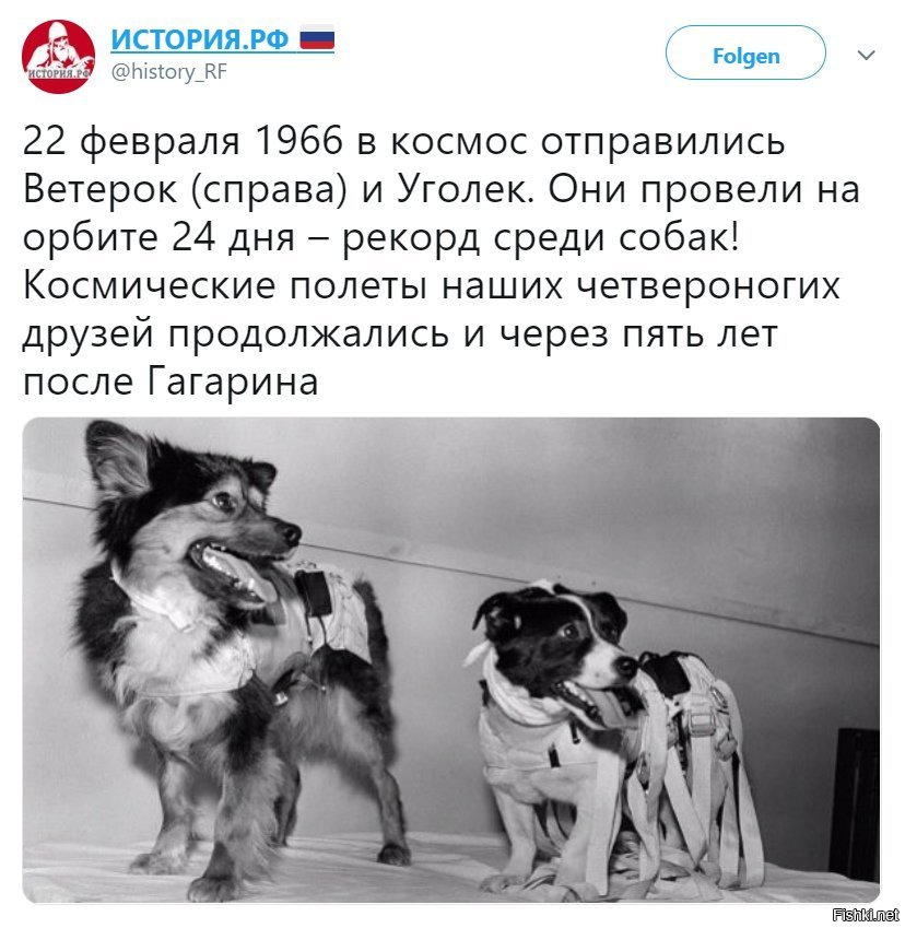 Птиц нужно беречь они наши четвероногие друзья