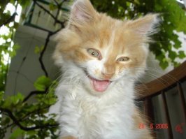 30 фотографий, доказывающих, что коты вездесущи