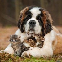 30 фотографий, доказывающих, что коты вездесущи