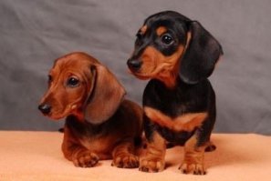 Возьмите "таксиста".)))
И компаньон, и охранник, и охотник.