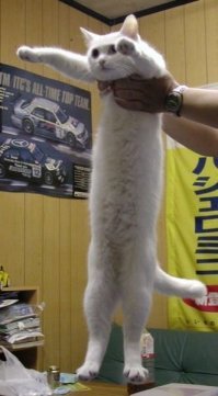 Longcat же!