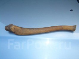 Про моржа - вот это фото страшнее