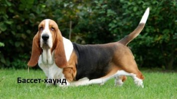 Держи. Я думаю овчарку и колли ты знаешь))