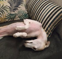 Я бы уиппета посоветовал. За шерстью ухаживать не надо, каких-то болезней, свойственных породе нет в принципе, когти стричь не требуется - он их сам стачивает, когда бегает, лояльность к человеку 100-процентная, детей обожает. Единственное - надо обязательно давать ему бегать, бегать и ещё раз бегать, т.к. при отсутствии физической нагрузки у него начинается депрессняк (в принципе моему двух часов в день беготни за мячом, фризби, лазерной указкой хватает вполне), но при этом дома его не видно и не слышно - свернётся где-нибудь на диване калачиком и спит 20 часов в сутки.