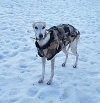 Я бы уиппета посоветовал. За шерстью ухаживать не надо, каких-то болезней, свойственных породе нет в принципе, когти стричь не требуется - он их сам стачивает, когда бегает, лояльность к человеку 100-процентная, детей обожает. Единственное - надо обязательно давать ему бегать, бегать и ещё раз бегать, т.к. при отсутствии физической нагрузки у него начинается депрессняк (в принципе моему двух часов в день беготни за мячом, фризби, лазерной указкой хватает вполне), но при этом дома его не видно и не слышно - свернётся где-нибудь на диване калачиком и спит 20 часов в сутки.