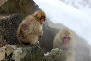 Фильм как то смотрел, у них реально как в нынешнем нашем капиталистическом обществе :)
Одни купаются, как мажоры и рантье, другие им еду носят, это дядя Вася - рабочий с завода, чтобы самим не надо было выходить из воды и мерзнуть, и им вообще доступ туда запрещен, пока  "высший свет" кости греет, могут и замерзнуть прямо у горячего источника вместе с малышом, недавно родившимся, запросто.
При этом горячие источники им даны ОТ ПРИРОДЫ.