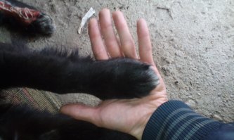 У нас подобная ситуация была. Живу в двухэтажке. Сука у соседнего дома принесла 8 щенков, через две недели ее отравили, жалко до слез было, добрая была собака, спокойная. Выхаживали щенков как могли. 3 умерли, 3 отдали, еще две девочки остались, кормим и следим за ними. Одной из них месяц назад какой-то урод переехал заднюю лапу, разодрало до кости. С неравнодушными соседями отвез к ветеринару, советовали ампутировать. Упросил попытаться сохранить лапу. В течение месяца два раза в день выходил и обрабатывал с соседкой выписанными средствами. Сейчас все в порядке, лапа почти зажила, уже потихоньку наступает на нее. За операцию, осмотры и на лекарства отдал около 6 тысяч, нисколько не жалею. Ищем им дом и хороших хозяев, кто хочет обзавестись добродушными и добротными собакенами - пишите!