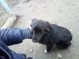 У нас подобная ситуация была. Живу в двухэтажке. Сука у соседнего дома принесла 8 щенков, через две недели ее отравили, жалко до слез было, добрая была собака, спокойная. Выхаживали щенков как могли. 3 умерли, 3 отдали, еще две девочки остались, кормим и следим за ними. Одной из них месяц назад какой-то урод переехал заднюю лапу, разодрало до кости. С неравнодушными соседями отвез к ветеринару, советовали ампутировать. Упросил попытаться сохранить лапу. В течение месяца два раза в день выходил и обрабатывал с соседкой выписанными средствами. Сейчас все в порядке, лапа почти зажила, уже потихоньку наступает на нее. За операцию, осмотры и на лекарства отдал около 6 тысяч, нисколько не жалею. Ищем им дом и хороших хозяев, кто хочет обзавестись добродушными и добротными собакенами - пишите!