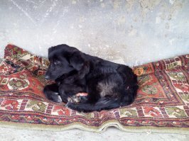 У нас подобная ситуация была. Живу в двухэтажке. Сука у соседнего дома принесла 8 щенков, через две недели ее отравили, жалко до слез было, добрая была собака, спокойная. Выхаживали щенков как могли. 3 умерли, 3 отдали, еще две девочки остались, кормим и следим за ними. Одной из них месяц назад какой-то урод переехал заднюю лапу, разодрало до кости. С неравнодушными соседями отвез к ветеринару, советовали ампутировать. Упросил попытаться сохранить лапу. В течение месяца два раза в день выходил и обрабатывал с соседкой выписанными средствами. Сейчас все в порядке, лапа почти зажила, уже потихоньку наступает на нее. За операцию, осмотры и на лекарства отдал около 6 тысяч, нисколько не жалею. Ищем им дом и хороших хозяев, кто хочет обзавестись добродушными и добротными собакенами - пишите!