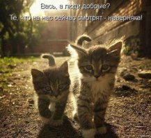 30 фотографий, доказывающих, что коты вездесущи