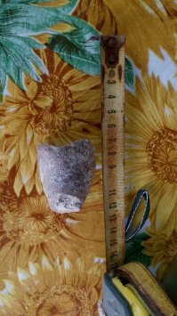 Окаменелости, бывшие морские губки, иногда нахожу вместе с чертовыми пальцами, недалеко от дачи.