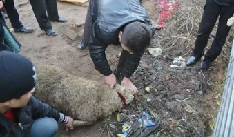 Дебил, для этого есть мясокомбинаты!

А то что творят твои чурбанские соплеменники, это варварство!

На фотках Москва. 21 век.
По твоему это нормально? прям на улице резать баранов?

Ответь мне, Гамадрил ты черножопый!