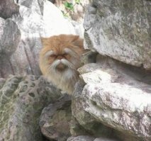 Я знаю хозяина этого кота.