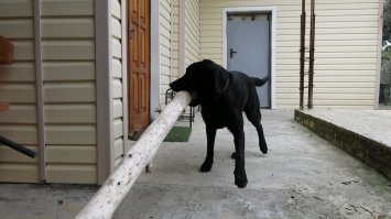 Нам тоже пёску хозяева оставили, в Абхазии на три дня дом снимали...