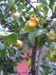 Я такое видела на обычном лимонном дереве. Личинка Чужого.