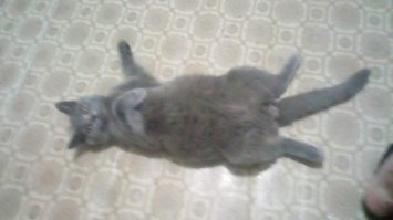 Мой Серенький-кот батон