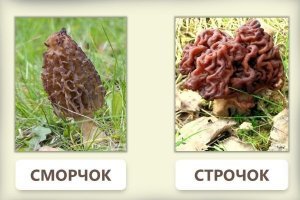 "Ка утверждают специалисты, сморчки - условно съедобные грибы. В них содержится смертельно опасный токсин гидразин."

Со строчками спутали. Это в них содержится гидразин. Но если эти грибы прокипятить несколько раз меняя воду, то от яда можно избавиться, он разлагается при высокой температуре. Но! Количество яда сильно зависит от местности и засушливости весны... Поэтому употребление их в пищу всегда сопровождается риском... Я их ел, очень вкусные...