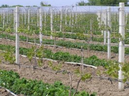 Очень эпично... Эти огромные скалы напоминают мегалитический склад спрессованных железобетонных столбиков для подвязки гигантских виноградников.