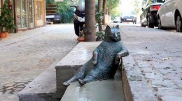 Котик впечатлил некоторых так, что вот что сделали