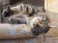 В Швейцарии делают специальные лестницы для кошек