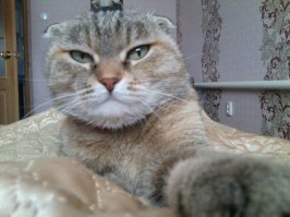 25 спящих котиков, которые доказали, что уснуть можно в любом положении