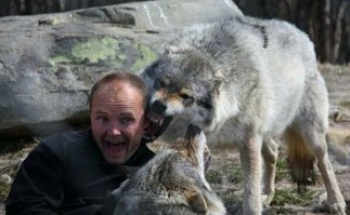 Несколько тысяч лет часть волков уже решила, что быть в стае у человека - это хорошо. Сейчас это выглядит порой как-то так