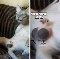 25 спящих котиков, которые доказали, что уснуть можно в любом положении