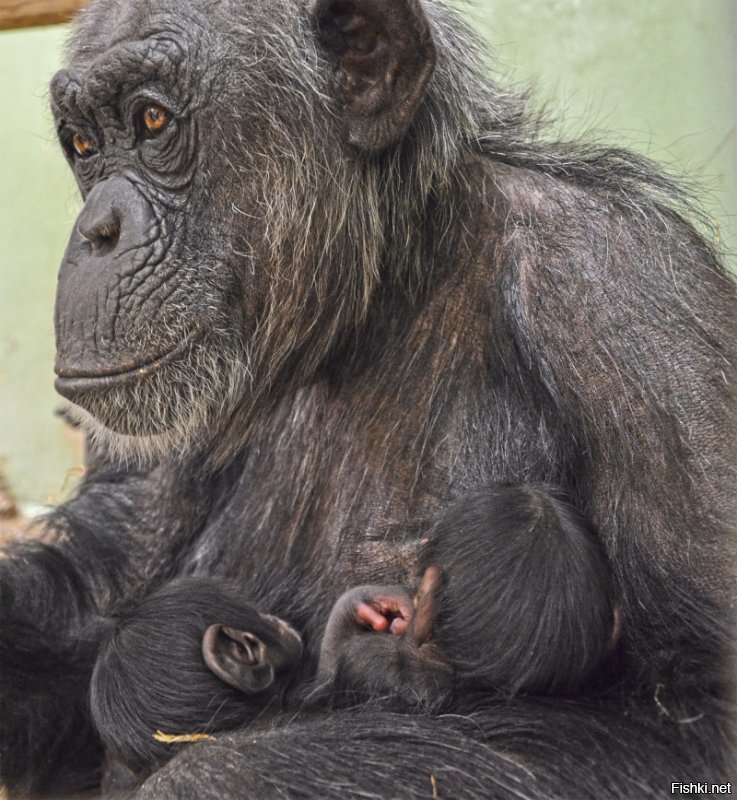 В "Биопарке Валенсии" опытная самка шимпанзе Марлин родила двойню.

Англоязычный сайт посвящён новорожденным всех зоопарков мира. (кроме Российских - некому написать туда на английском)