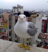 Скриншоты из социальных сетей