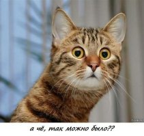 Умная блондинка