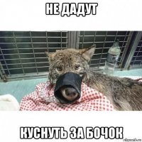 Мужчины спасли из ледяной реки собаку, которая оказалась волком